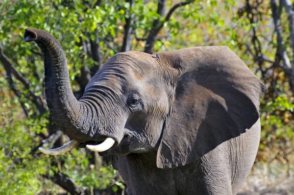 Elefante Africano Sudáfrica — Foto de Stock