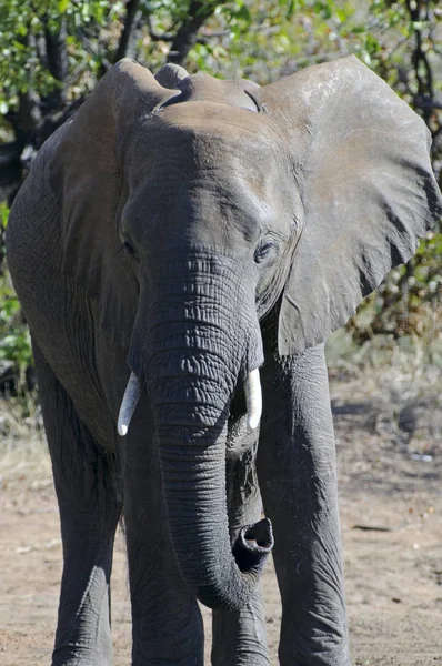 南アフリカのアフリカゾウ — ストック写真