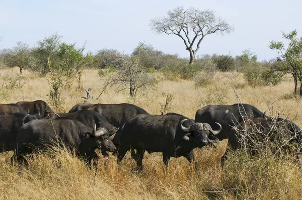 Buffalo Capa Africana África Sul — Fotografia de Stock