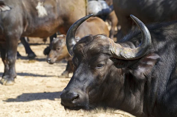 Africký Kaffir Buffalo Jižní Africe — Stock fotografie