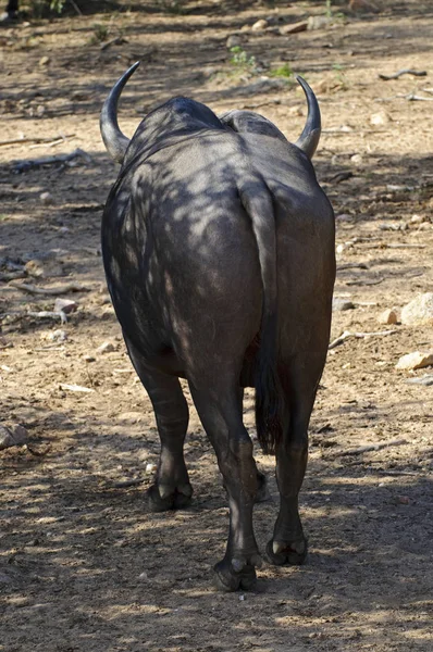 Afrikansk Cape Buffel Sydafrika — Stockfoto