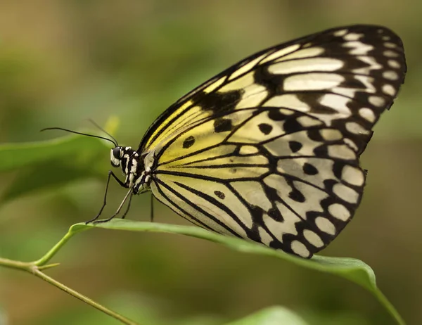 Vista Primer Plano Hermosa Mariposa Colorida — Foto de Stock