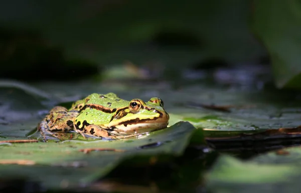 Žába Obojživelné Jezírko — Stock fotografie