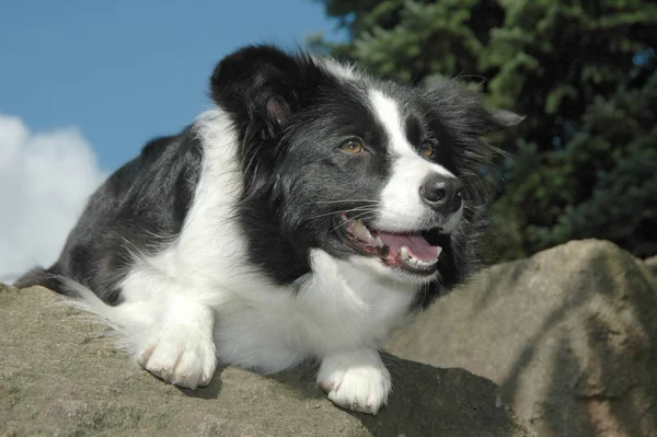 Cane Collie Frontiera Animale Domestico Animale Domestico — Foto Stock