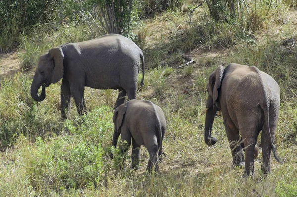 Elefantes Africanos Sudáfrica — Foto de Stock