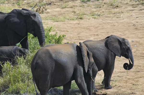 Afrikai Elefánt Dél Afrikai Köztársaság — Stock Fotó