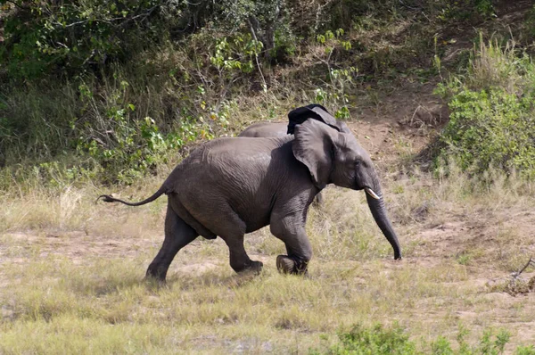 Elefante Africano África Sul — Fotografia de Stock