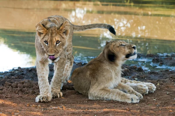 Jeune Lion Mâle Afrique Sud — Photo