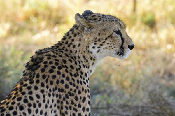 南非的猎豹 — 图库照片