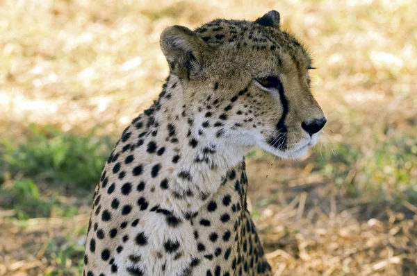 Гепард Южной Африке — стоковое фото