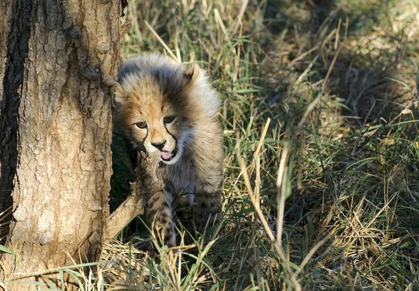 Güney Afrika Daki Genç Çita — Stok fotoğraf