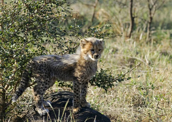 Cheetah Joven Sur África —  Fotos de Stock
