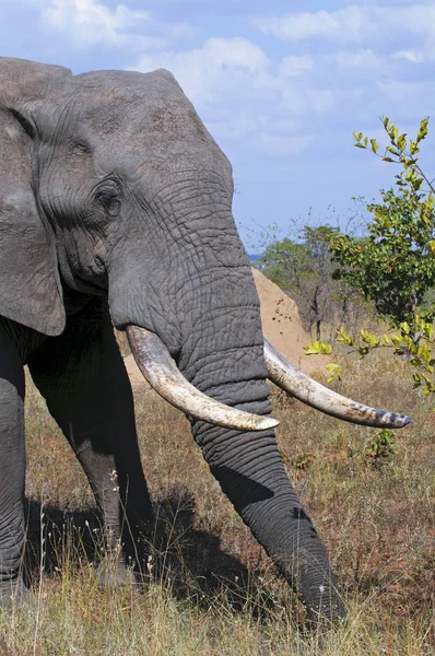 Elefante Africano África Sul — Fotografia de Stock