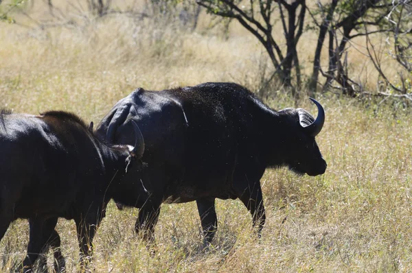 Buffalo Capa Africana África Sul — Fotografia de Stock