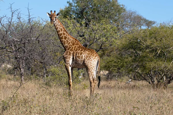 Girafa Animal Mamífero Herbívoro Africano — Fotografia de Stock