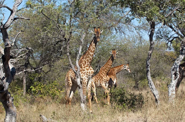 Mondo Animale Giraffe Fauna Selvatica Flora Fauna — Foto Stock