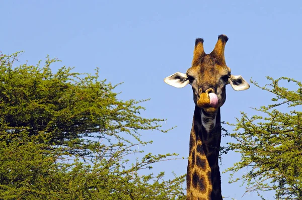 Giraf Dier Afrikaans Herbivoor Zoogdier — Stockfoto