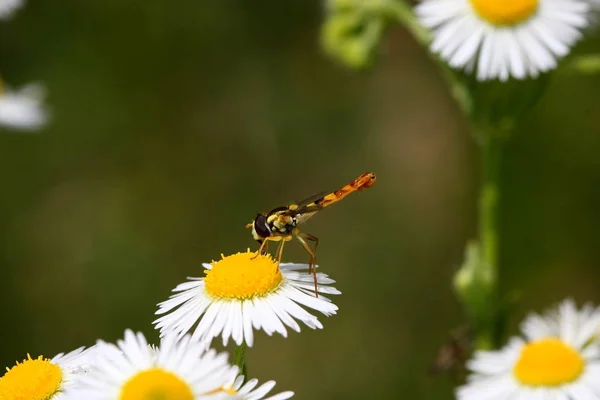 Detailní Pohled Chybu Přírodě — Stock fotografie