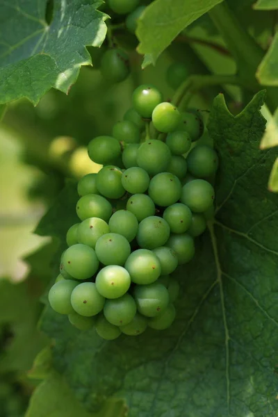 Uvas Que Crescem Vinha — Fotografia de Stock