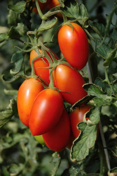 Tomates Mûres Rouges Biologiques — Photo