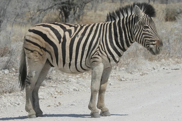 Czarno Białe Paski Zebra Zwierzę Ssak — Zdjęcie stockowe