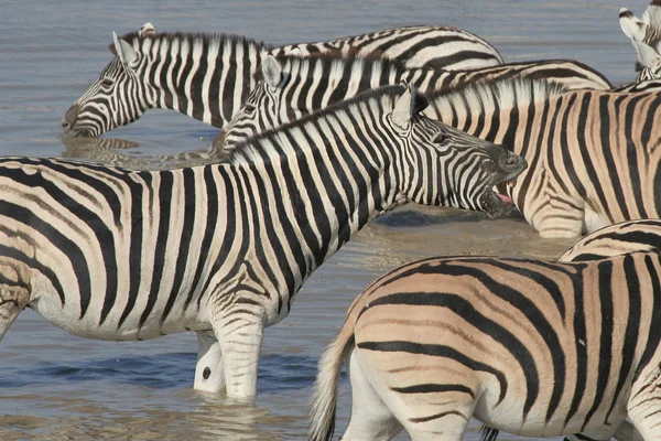 Zebra Felidézése Víznyelőben — Stock Fotó