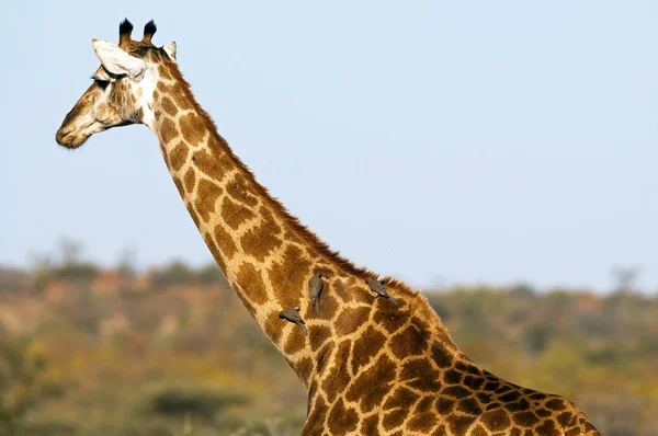 Zsiráfállat Afrikai Növényevő Emlős — Stock Fotó