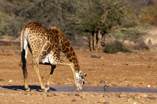 Animais Girafa Marrom Vida Selvagem Flora Fauna Natureza — Fotografia de Stock