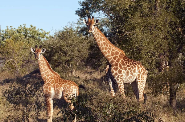 Mundo Animal Jirafas Silvestres Flora Fauna —  Fotos de Stock