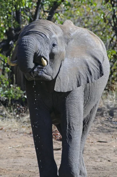 Afrikanischer Elefant Südafrika — Stockfoto