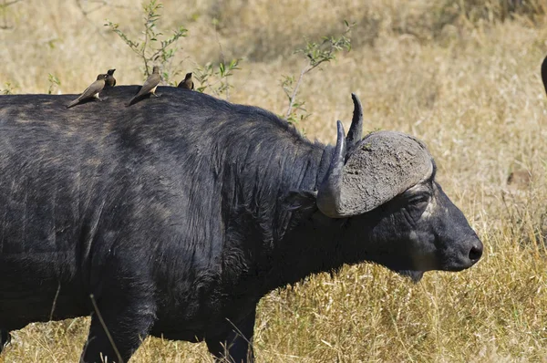 Cape Buffle Africaine Afrique Sud — Photo