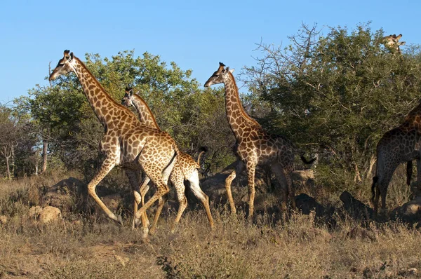 Monde Animal Girafes Faune Flore Faune — Photo