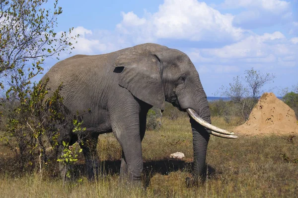Elefante Africano África Sul — Fotografia de Stock