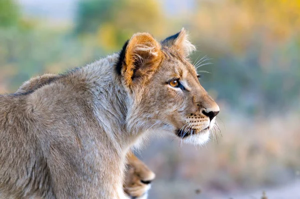 Junge Männliche Löwen Südafrika — Stockfoto