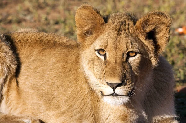 Ung Mandlig Løve Sydafrika - Stock-foto