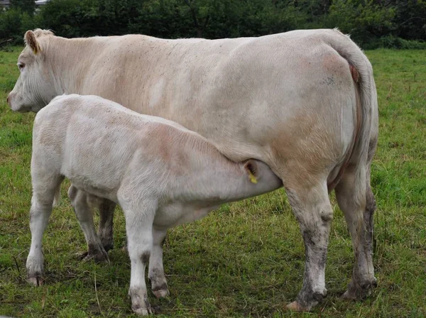 Meer Melk Van Voren — Stockfoto