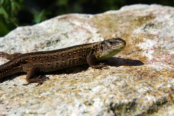 stock image close up of lizard in habitat, wildness concept