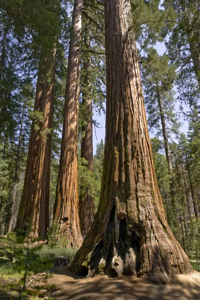 Séquoias Grand Arbre Flore Naturelle — Photo