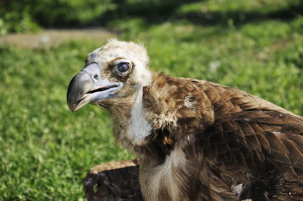 Bruine Gier Grond Bij — Stockfoto