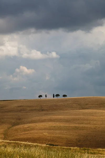 Bomen Aan Horizon — Stockfoto