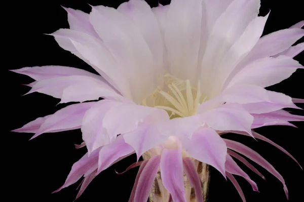 Blüte Königin Der Nacht — Stockfoto