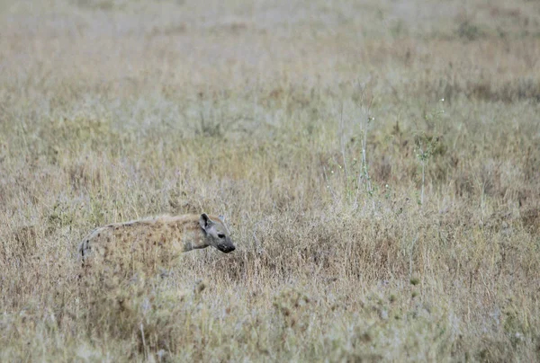 Hyena Στην Άγρια Φύση — Φωτογραφία Αρχείου