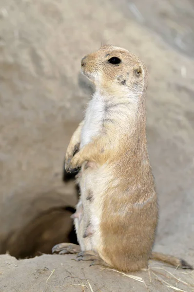 Prairie Dog Grassland Rodent — Stock Photo, Image