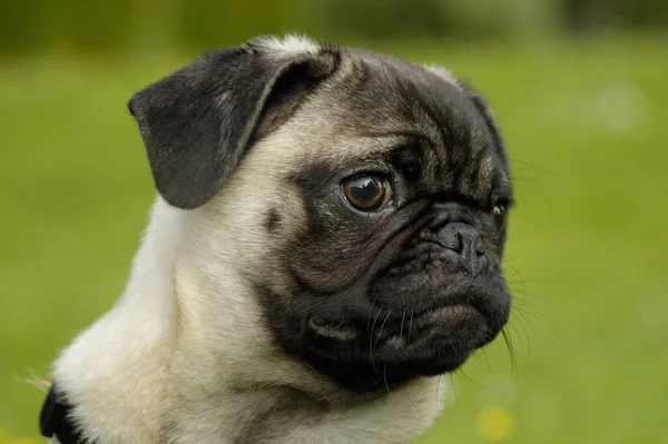 Mops Hund Härstamning Djur — Stockfoto