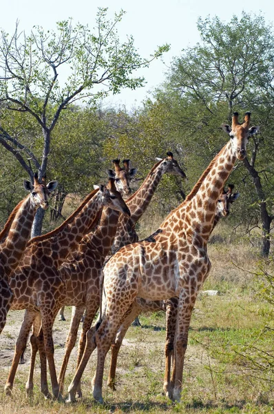 Mondo Animale Giraffe Fauna Selvatica Flora Fauna — Foto Stock