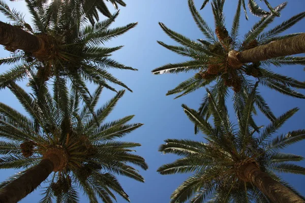 Τέσσερις Κεφαλές Δένδρων Palms — Φωτογραφία Αρχείου