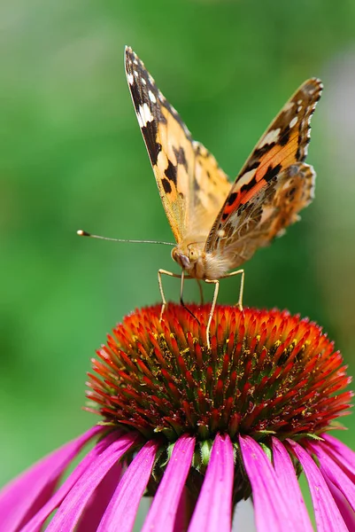 Primo Piano Bug Natura Selvaggia — Foto Stock