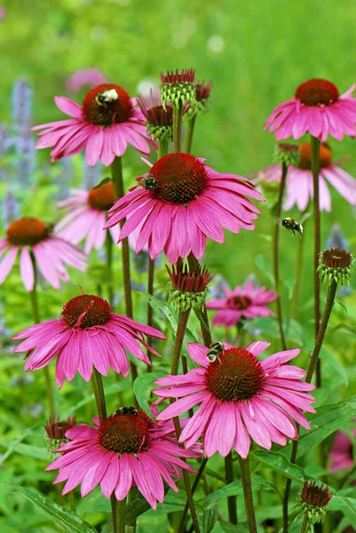 Närbild Vacker Blomsteräng — Stockfoto