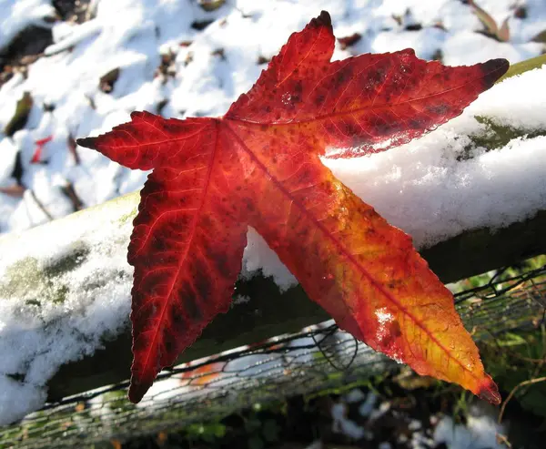 Folha Outono Neve — Fotografia de Stock