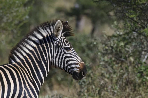 Zebra Südafrika — Stockfoto